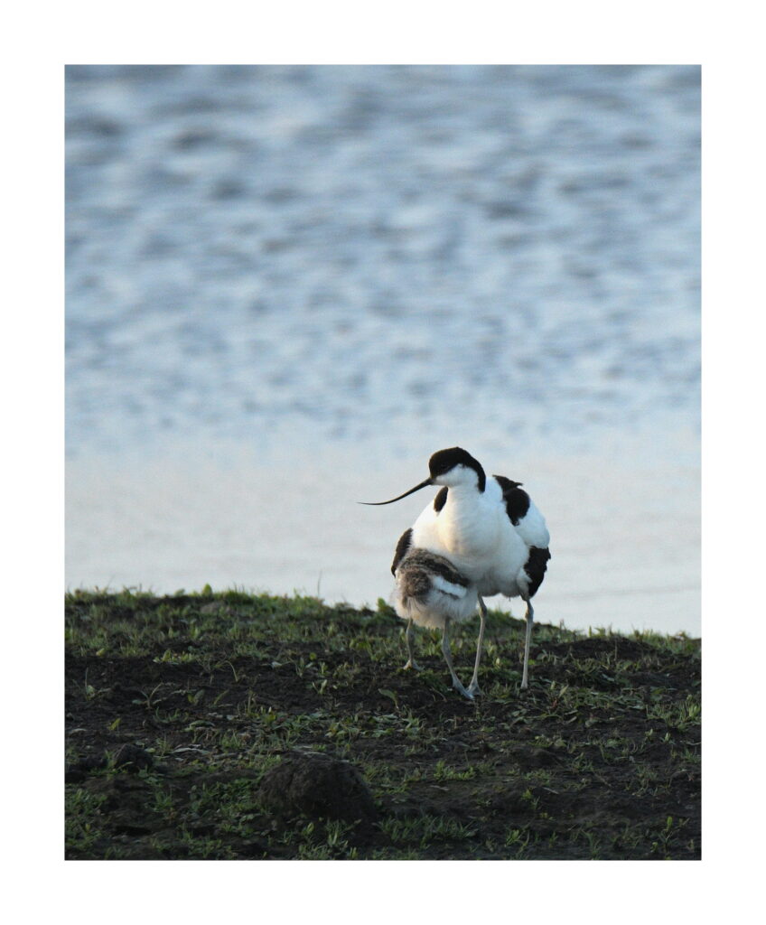 Avocet shielding its chick under its wing at Lunt Meadows nature reserve
