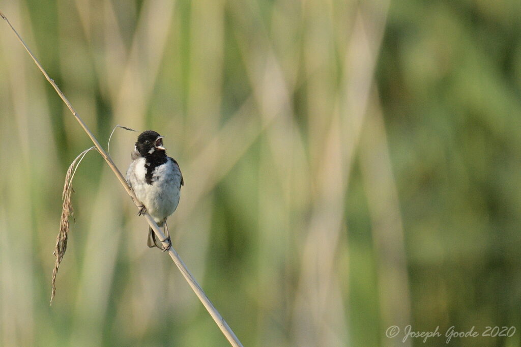Male reed bunting singing his heart out