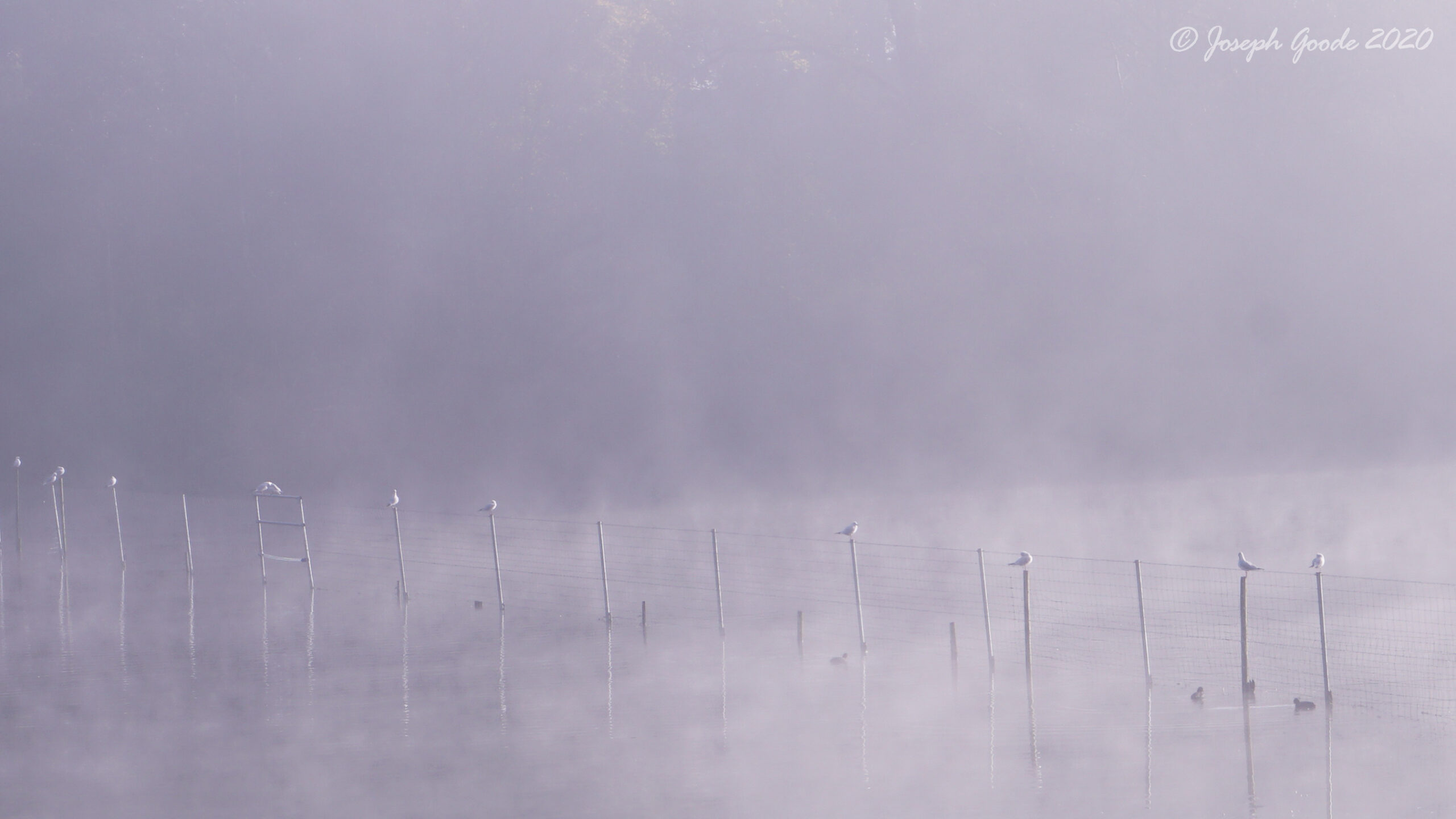 Gulls in the Mist